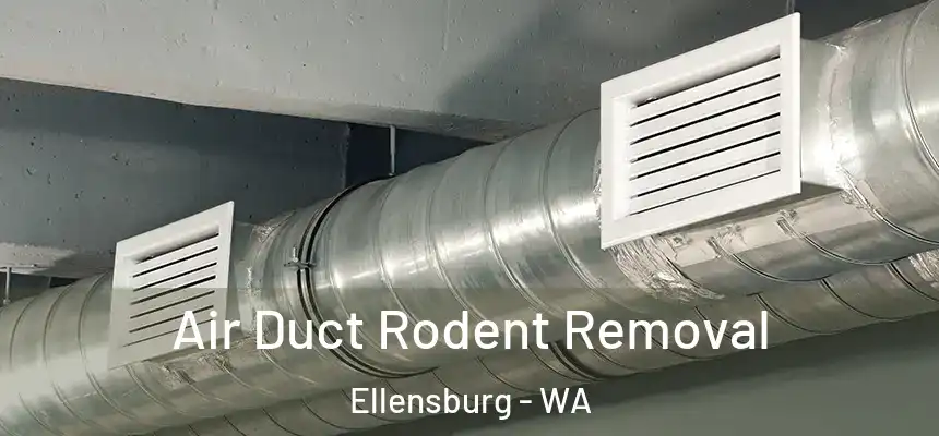  Air Duct Rodent Removal Ellensburg - WA