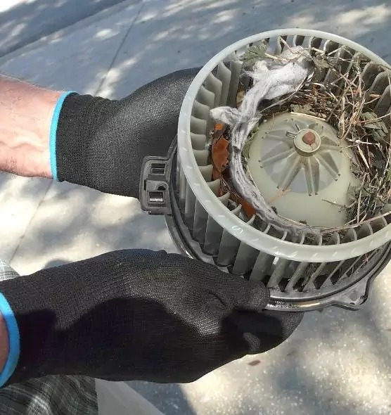 About Air Duct Mice Removal in Ellensburg, WA